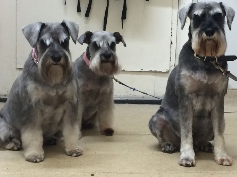 Miniature Shnauzers groomed by Pampered Paws Glasgow