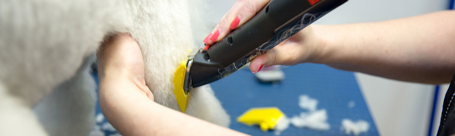 Professional Dog Grooming by Pampered Paws Glasgow