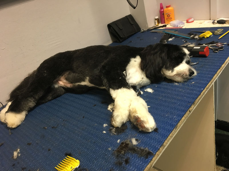 Tibetan Terrier groomed by Pampered Paws Glasgow